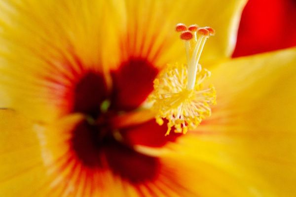 Hawaii-Kauai Detail of hibiscus flower